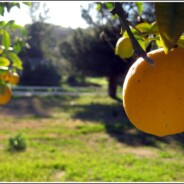 Our Lemon Tree