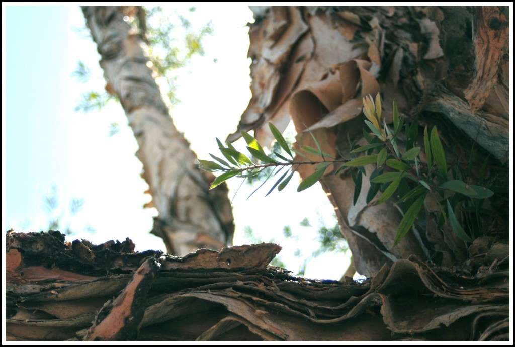 paper bark tree from our photography walk on how to be a photogr