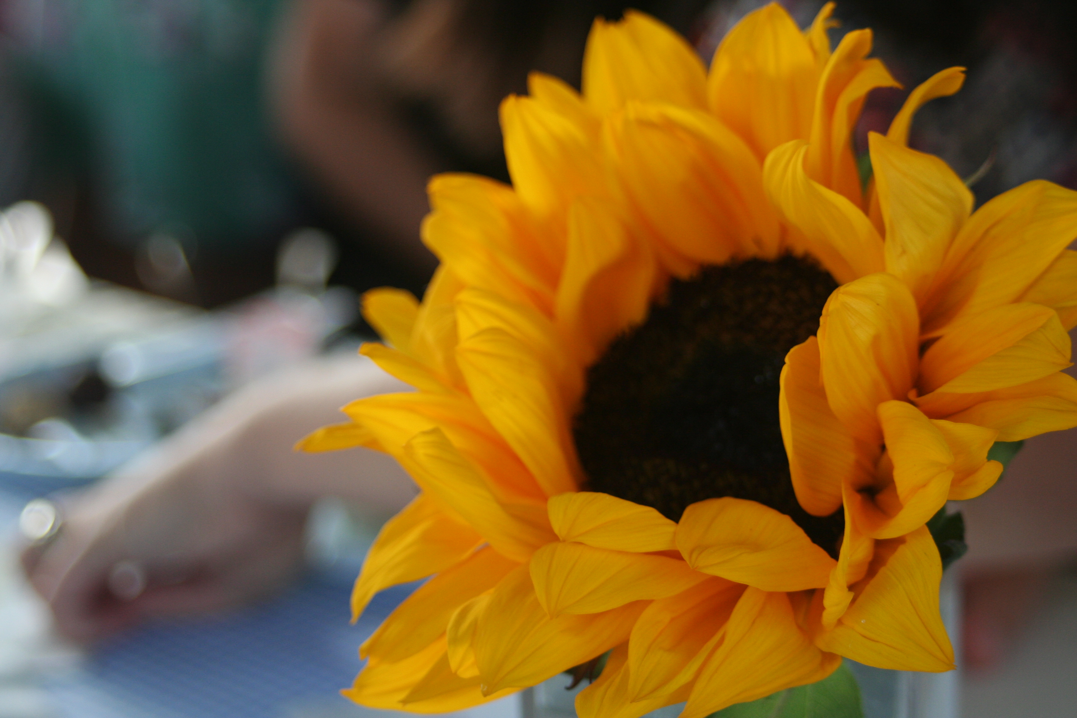 sunflower taken at baby shower